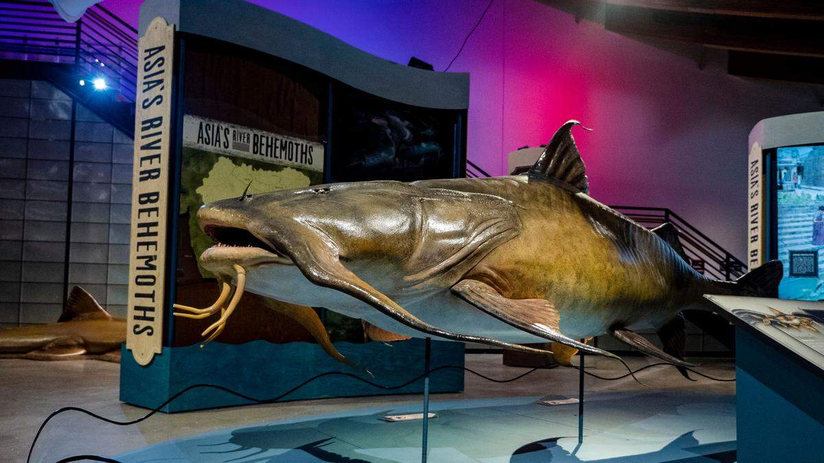 “Monster Fish: In Search of the Last River Giants” will be on exhibit at Exploration Place through Sept. 6.
