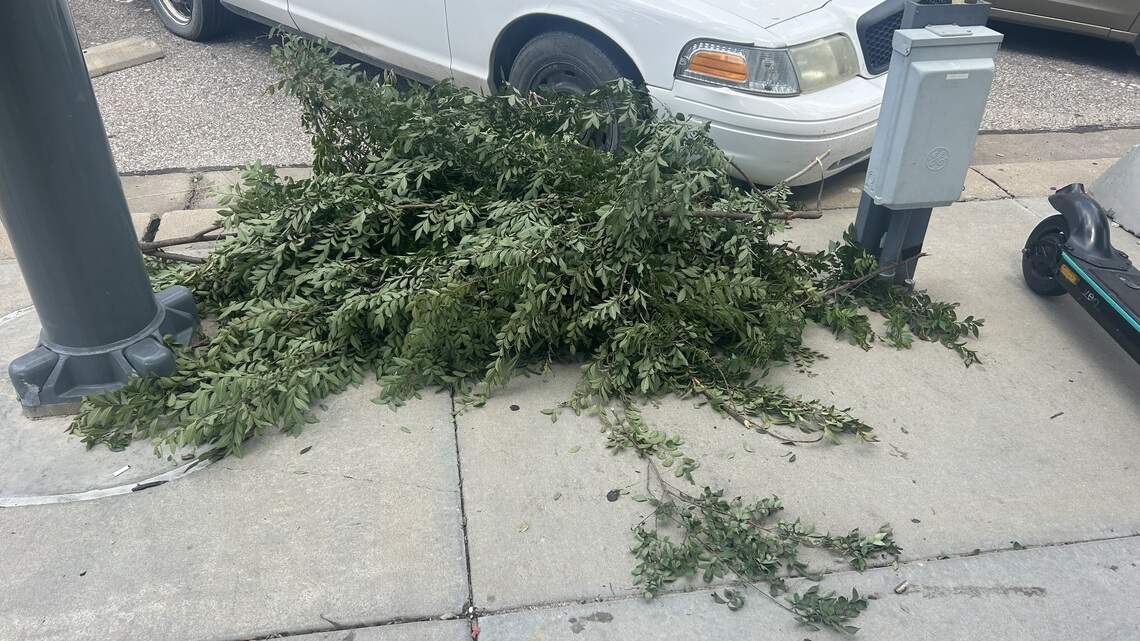 Wichita issues warning after person trims park tree during World Cup watch party