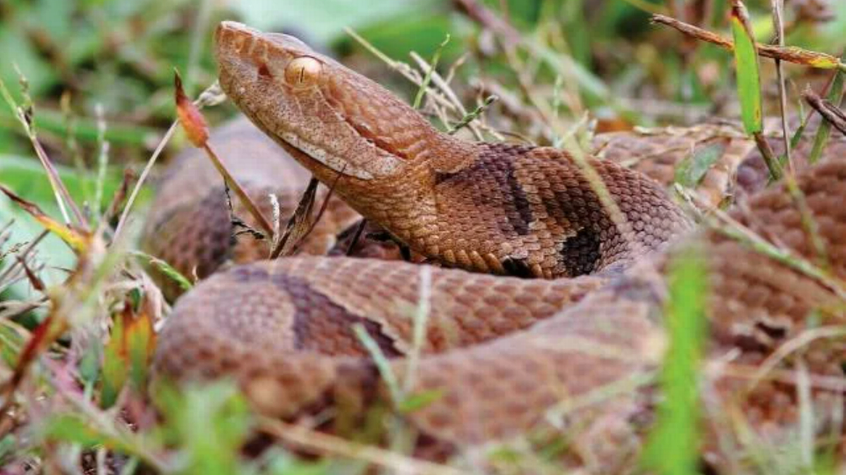The image shows a copperhead snake coiled in the grass. Copperheads have dark-colored cross bands that look like hourglasses.