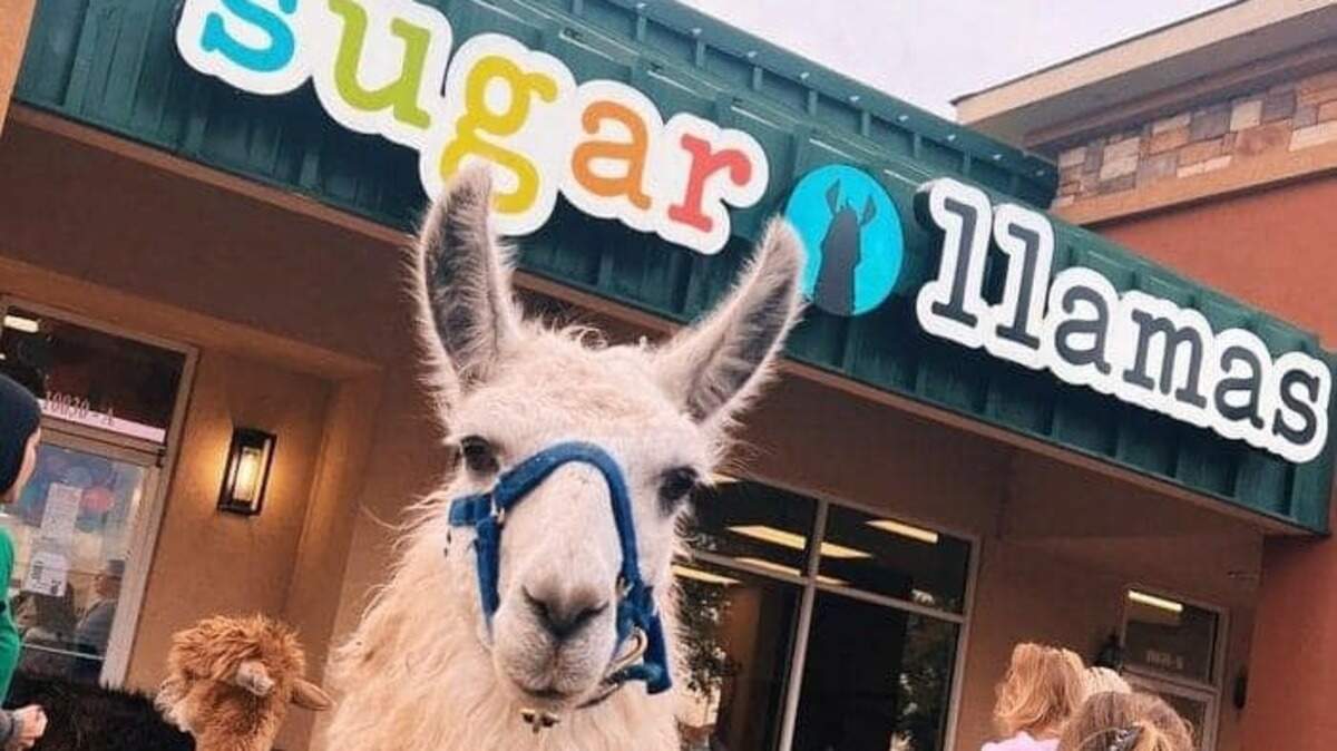 Sugar Llamas opened in Tulsa and now is franchising stores across the region. One will open in west Wichita in July.