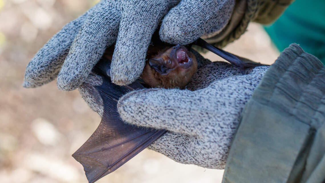 Bats found in three Wichita schools. Here's what to know