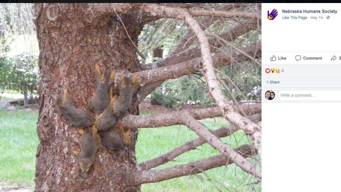 A 'crazy phenomenon': Wildlife experts untangle six squirrels tied at the tail