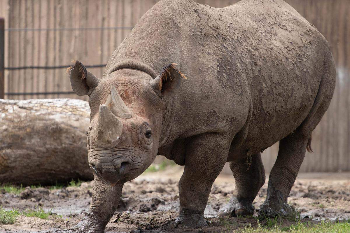 Klyde, the Sedgwick County Zoo’s 18-year-old male rhino, died unexpectedly in September 2020, six months before his baby KJ was born.