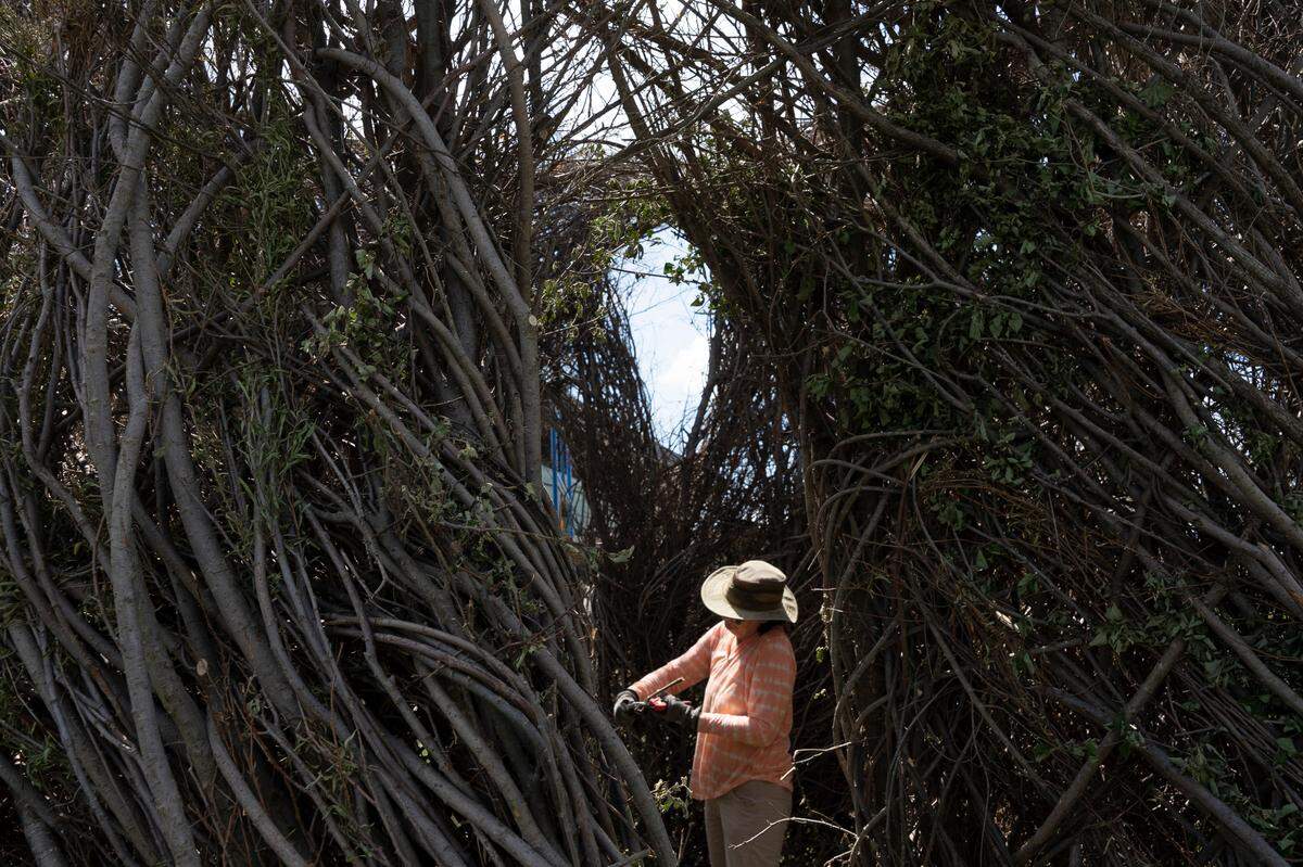 A volunteer works on a new installation on the lawn of Mark Arts at 13th and Rock. The installation is a practice Patrick Dougherty calls Stickwork where sticks and saplings are transformed into whimsical and inviting structures, The completed structures will be on view for at least two years. An opening celebration will take place from 5:30 to 7:30 p.m. on Friday, May 20. The event is free and open to the public. (May 13, 2022)