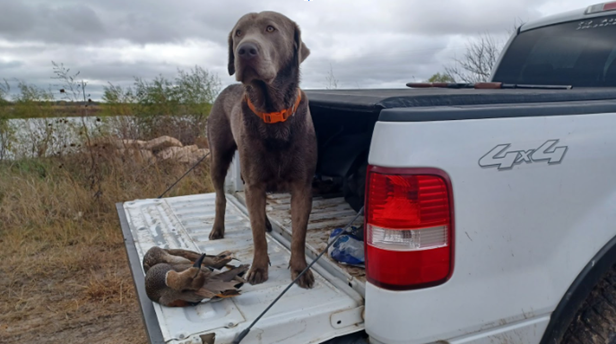 Goose, Chance Swaim’s labrador retriever, poses for a photograph with two gadwall ducks he retrieved on Election Day 2024.