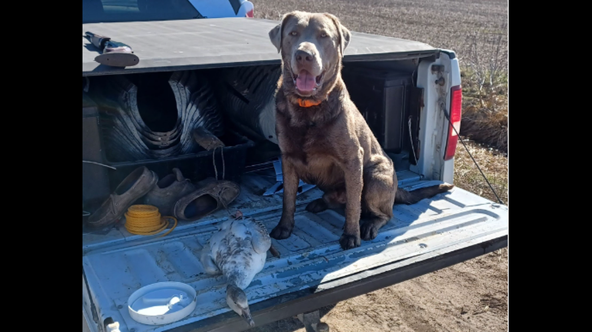 Goose with Chance Swaim’s first snow goose