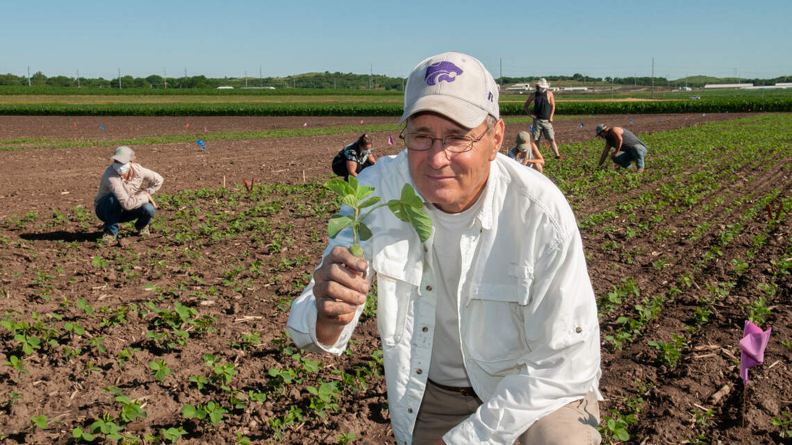 Kansas agricultural researchers help crops adapt to a hotter, drier world