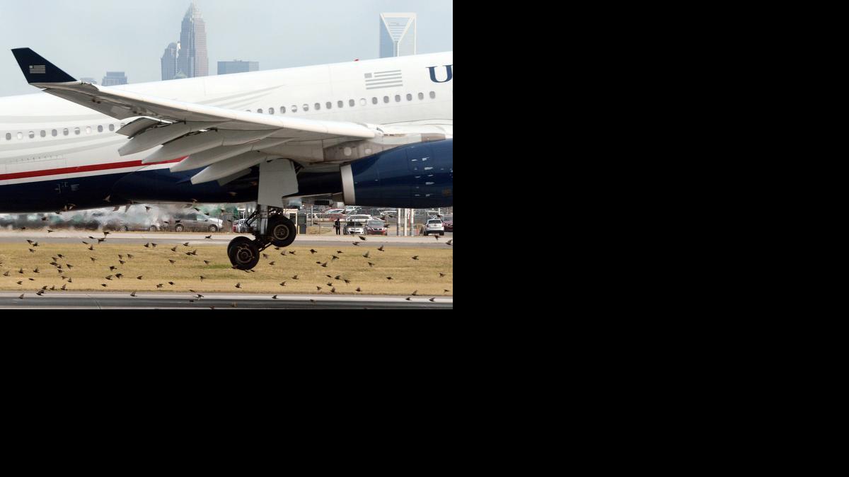 BIRD_STRIKES