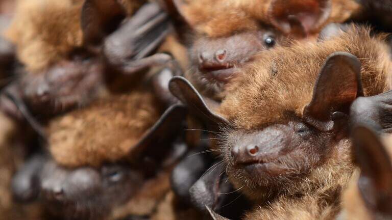 Wichita Public Schools found bats in three schools. Here’s what they plan to do