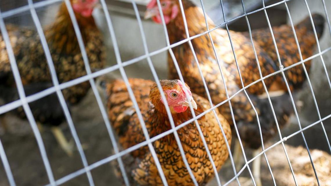 Many Spring Hill families will be able to have female chickens on their property.
