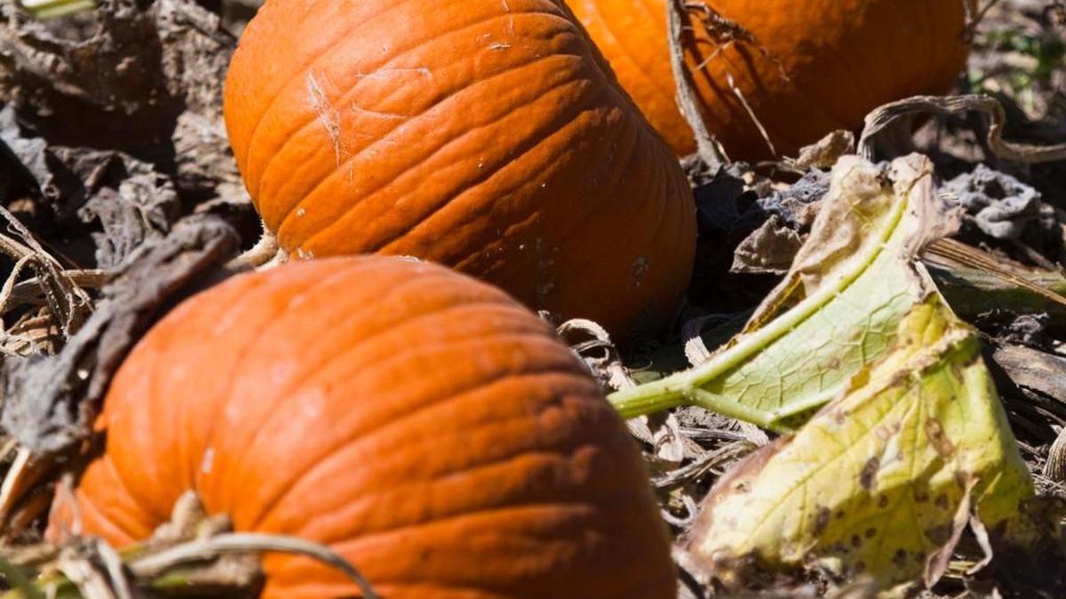 Most area pumpkin patches open in mid-September.