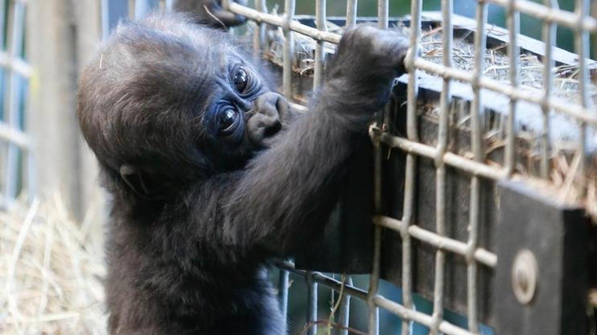 Alika, a 5-month-old gorilla, looked at the visitors who came to see her crawl at the Sedgwick County Zoo in December, 2016. Alika is a western lowland gorilla, she is her mother's, Barika's, only baby.