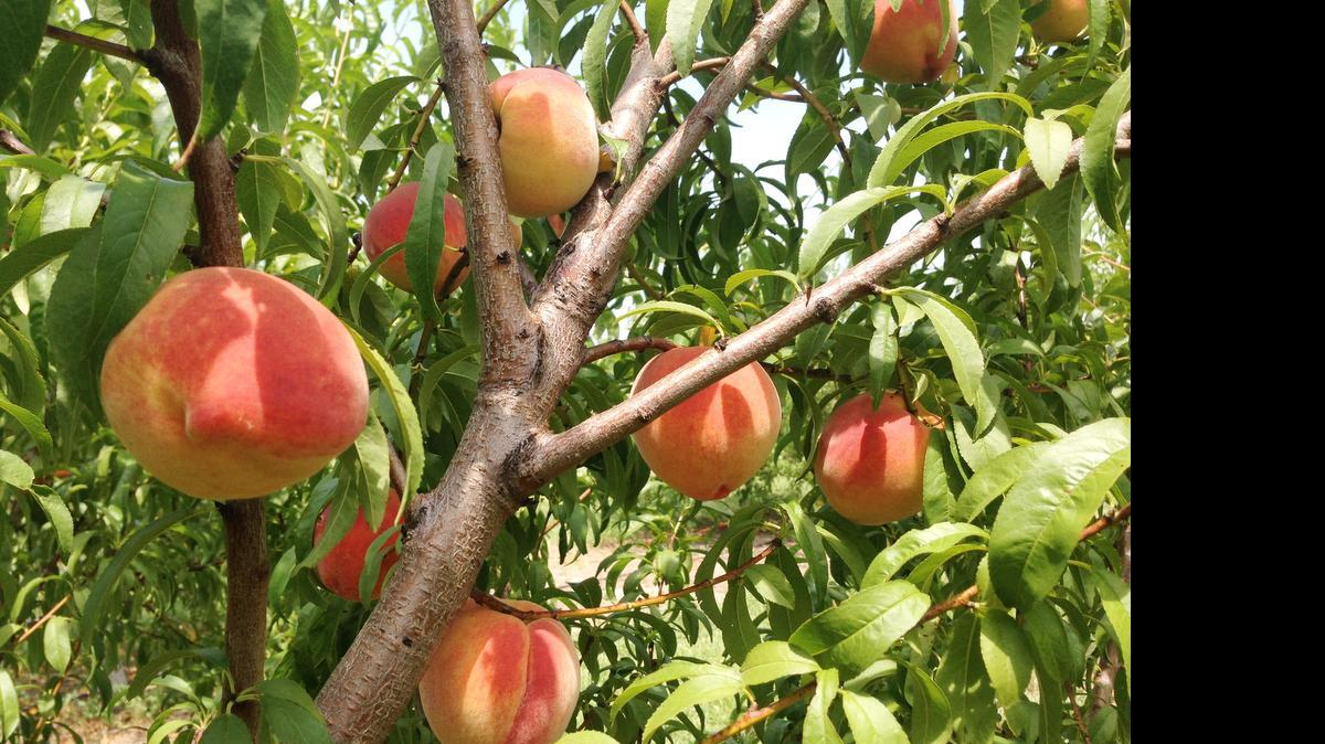 
Peaches are ripe for the picking at orchards including Meadowlark Farm in Rose Hill.

