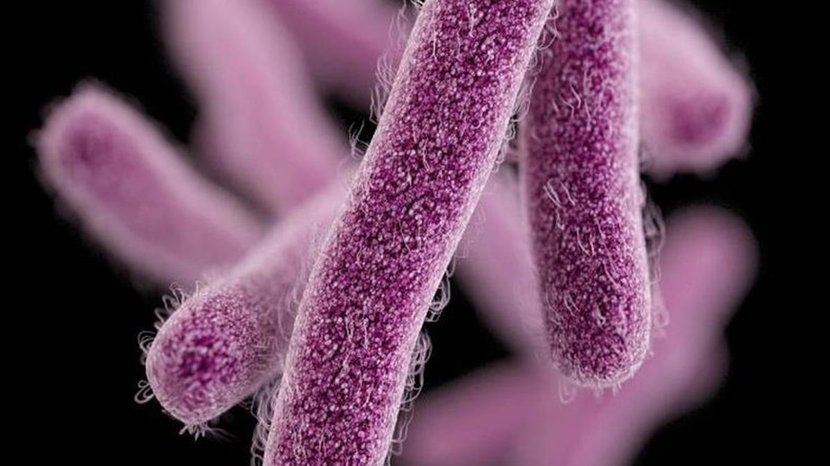 This illustration depicts a three-dimensional, computer-generated image of a number of rod-shaped, drug-resistant shigella bacteria. Shigella usually causes diarrhea, fever and abdominal pain.
