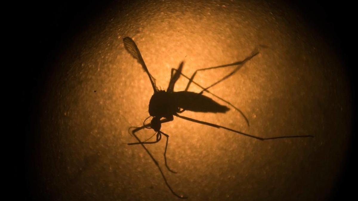 In this 2016 file photo, a mosquito is photographed through a microscope at the Fiocruz institute in Recife, Pernambuco state, Brazil.