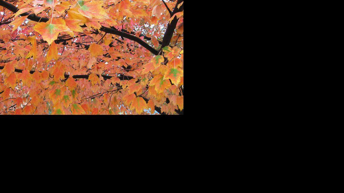 
The changing of the leaves – and the time of day when the light shines on them – requires adjustments in window views and schedules.
