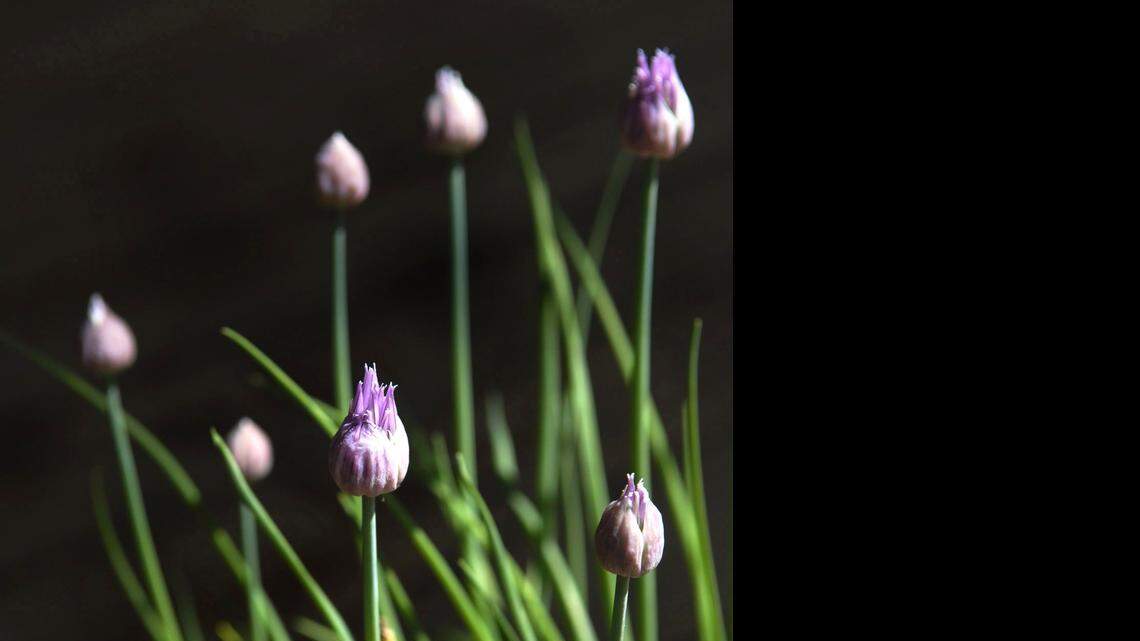 
Herbs flowering in spring when little else is in bloom, including chives, are attractive to bees.

