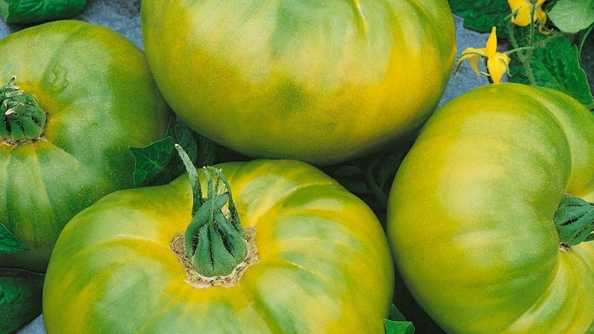 Chef’s Choice Green is green on the outside and whitish inside and has a citrus flavor, Rita Arnold of Arnold’s Greenhouse says.