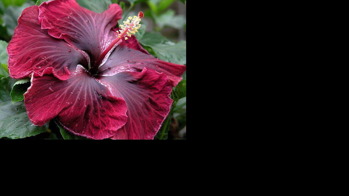 
Black Dragon hibiscus.
