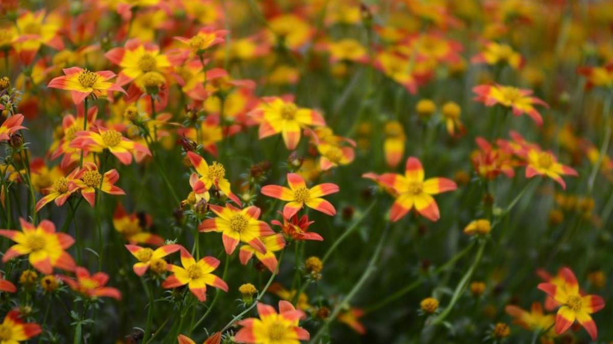 Painted Red Beedance bidens