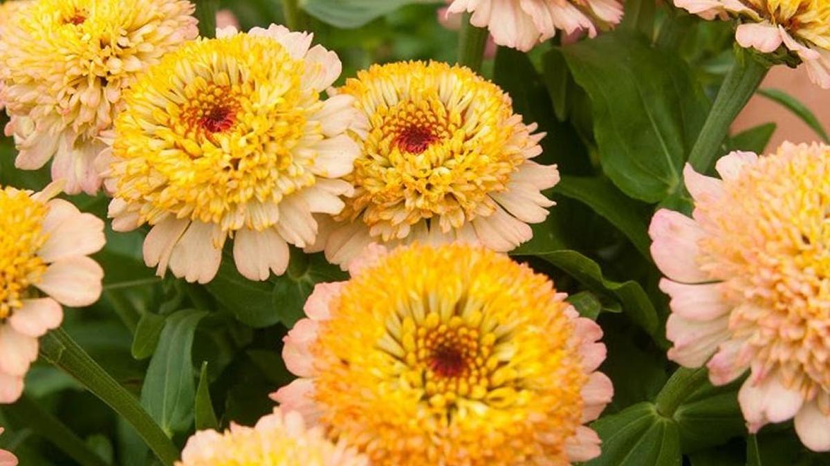 Dan Parcel of Kaw Valley Greenhouses will be at Botanica on Wednesday to talk about trialing new flowers.