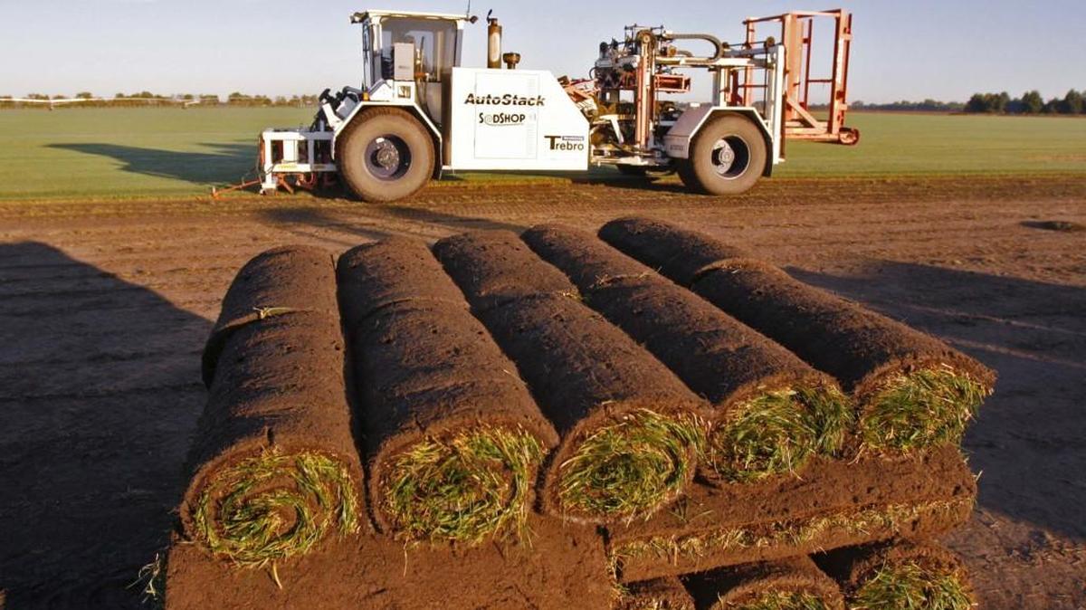 Sod is more likely to succeed than fescue seed when planted in the spring.