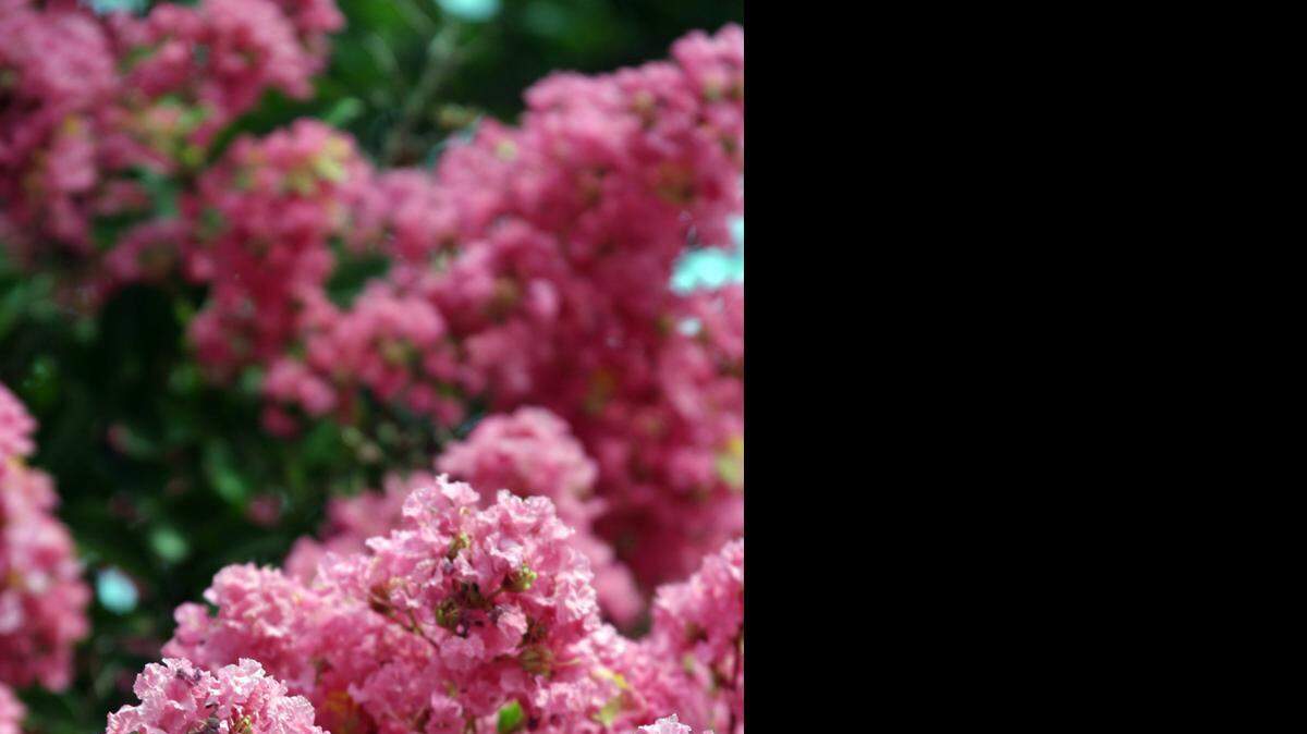 
Crape myrtles should spring back to life this year, even if they have to be cut down to the ground, extension agent Bob Neier says. 
