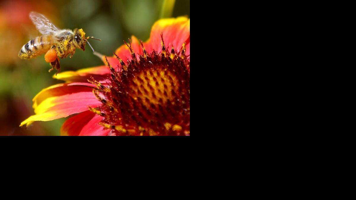 
Honeybees will be the stars of the Honey Bee Festival on Sept. 20 at Great Plains Nature Center. 
