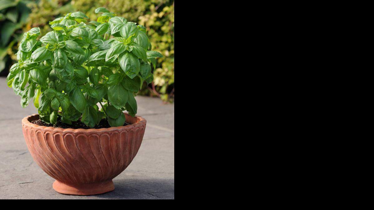 
Basil is the most popular herb to grow, and Dolce Fresca is an All-America Selection this year, “maintaining an attractive, compact shape.”
