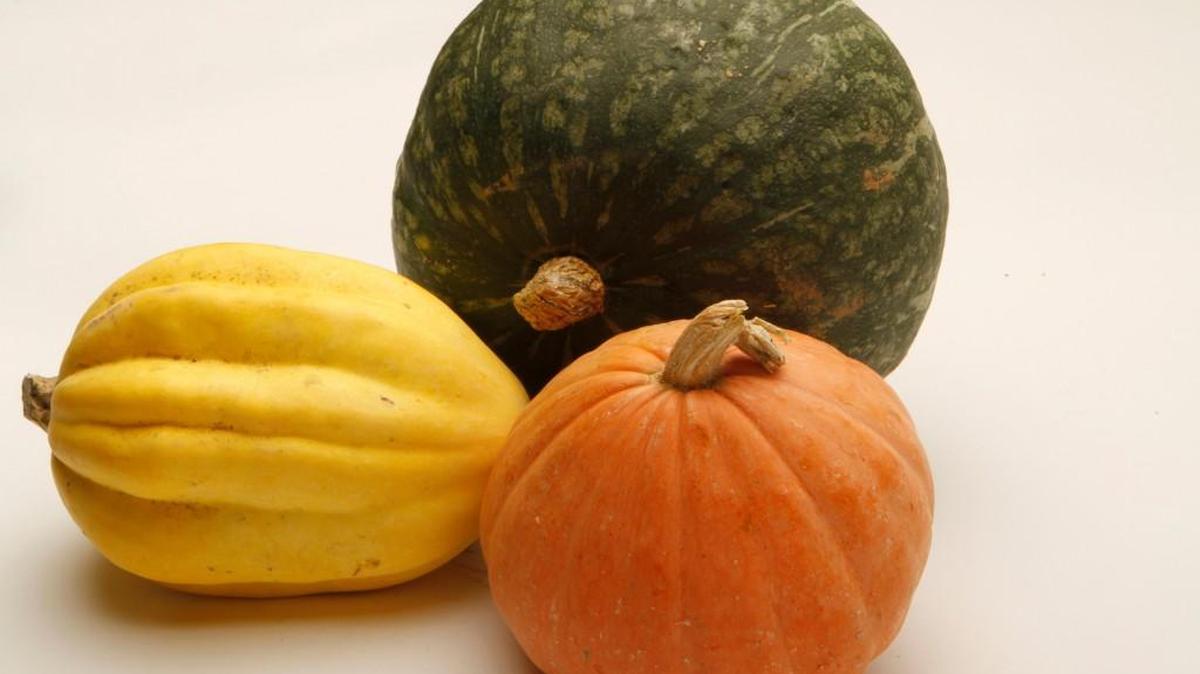
How to grow and prepare winter squash will be the subject of a free Saturday Sampler program at 9 a.m. in the Extension Center demo garden.
