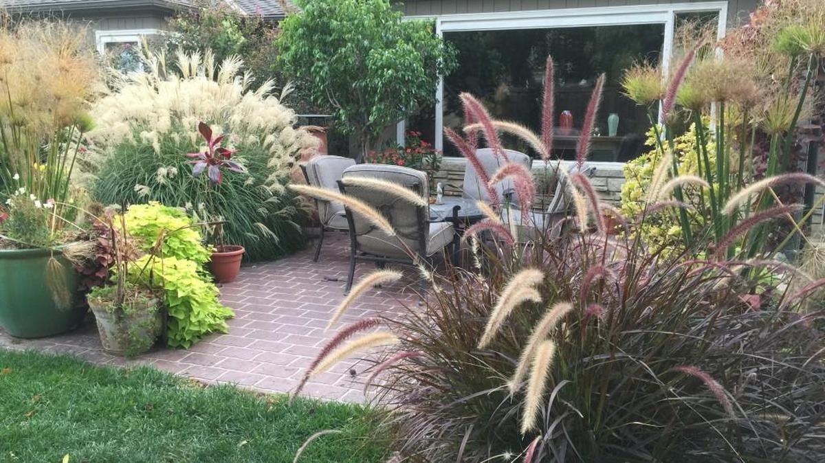 Papyrus, purple fountain grass and miscanthus are among the ornamental grasses in the Townsleys’ yard in east Wichita.
