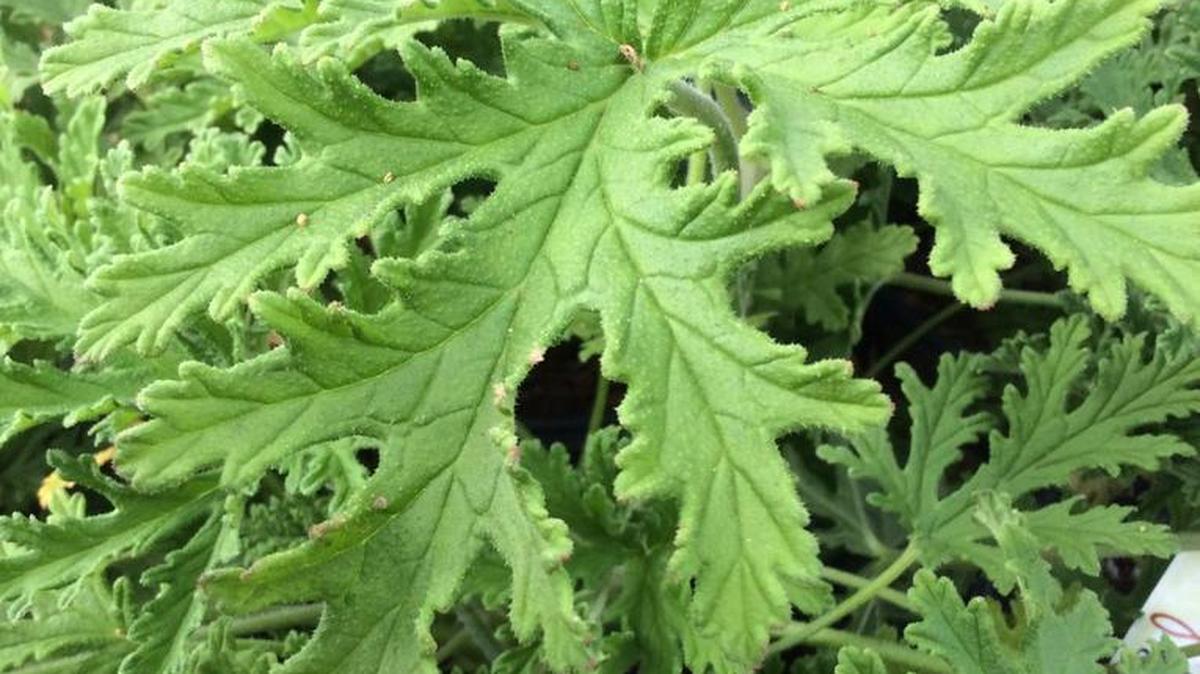 Lemon-scented geranium is also known as the citronella or mosquito plant.