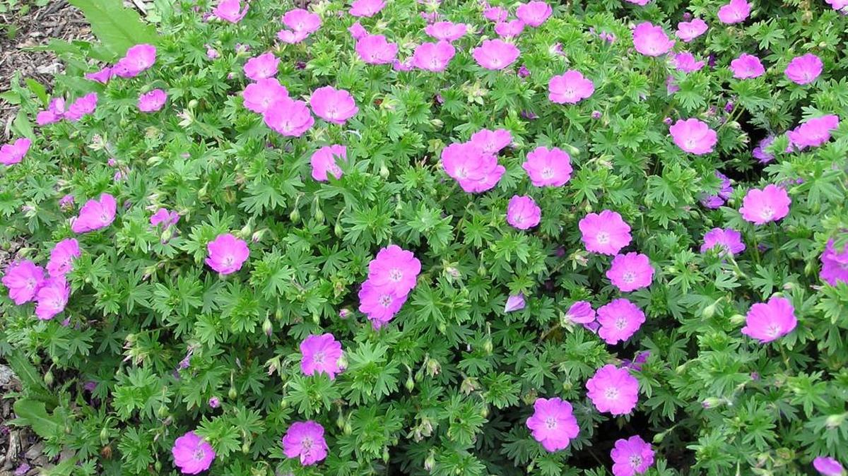 
Cranesbills, or will geraniums, have been gaining in popularity.
