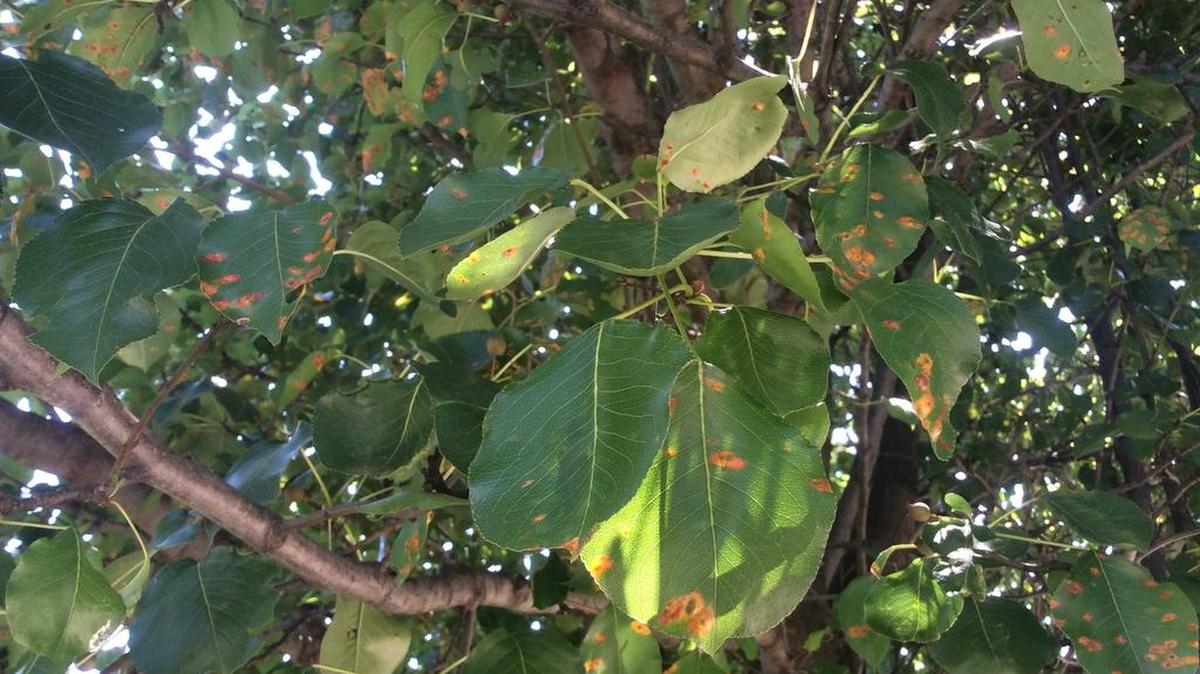 
Leaves on Bradford pears and other ornamental pear trees are showing signs of rust.
