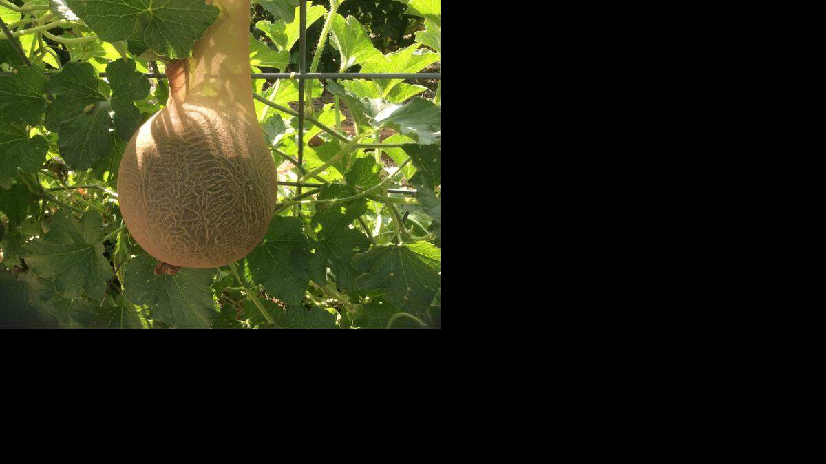 
Nylon hose attached to a trellis expands as a cantaloupe grows, catching the ripe melon when it falls off the vine. 
