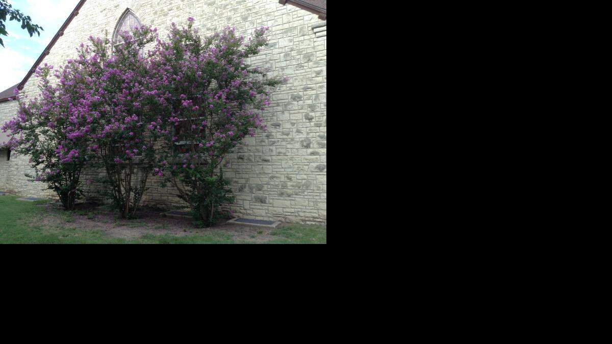 
Crape myrtles are having a bang-up summer. These are at West Douglas Church of Christ.
