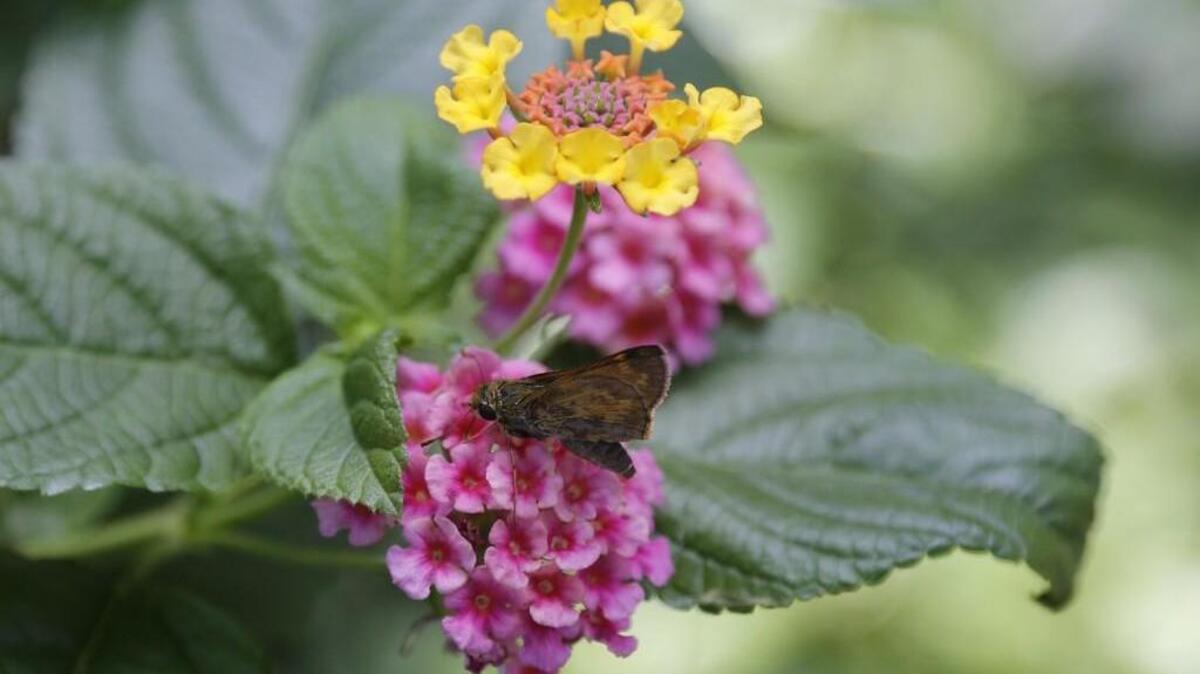 Pink and yellow lantana is attracting moths now, but hummingbirds also should be checking in soon.