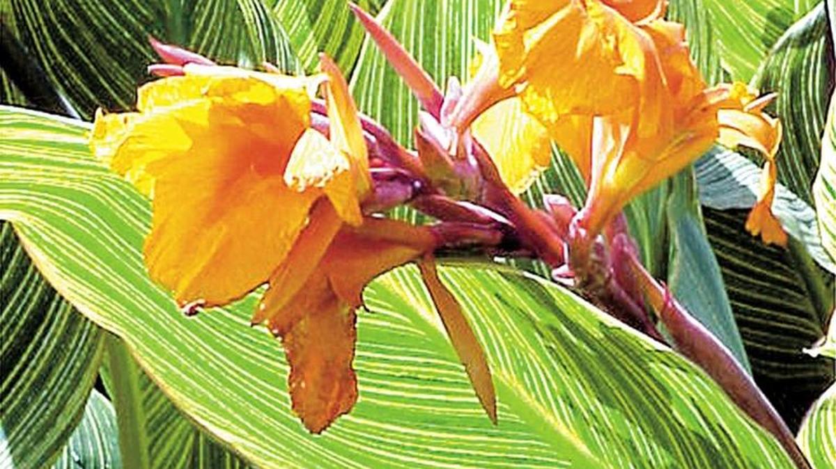 Cannas and other summer bulbs should be dug after frost has browned the foliage.