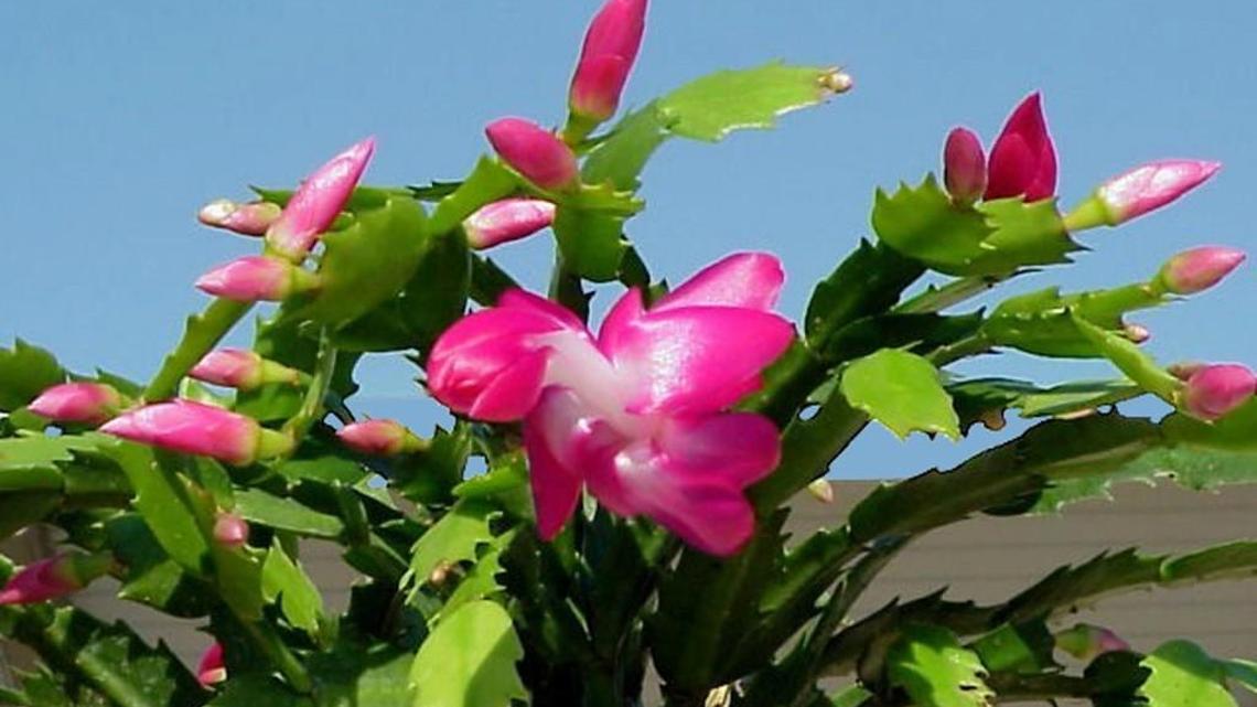 
Thanksgiving cactus normally has hook-like appendages on each segment. 
