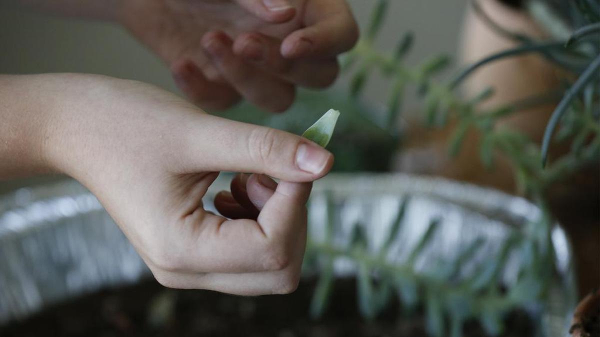 Lauren Spencer removes a leaf from one of her succulent plants for rooting in the walk-out basement of her west Wichita home Tuesday. She gives the plants that she grows from cutting as gifts to her friends.