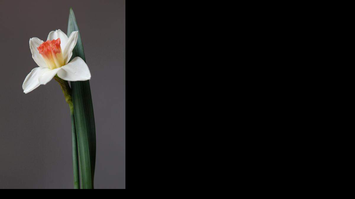 
The Wichita Daffodil Society will have a daffodil show Saturday at Botanica.
