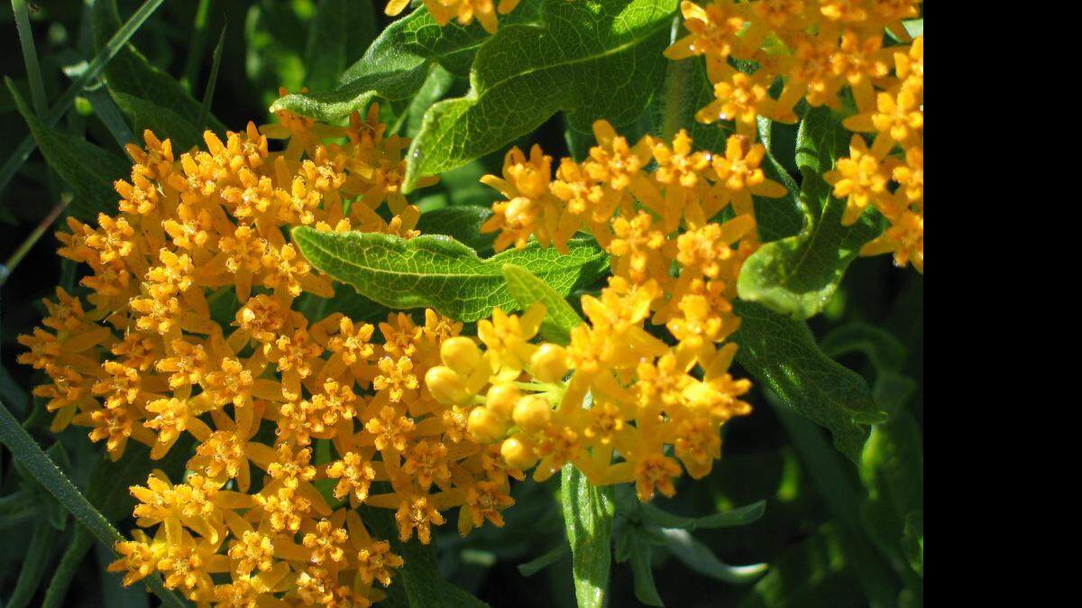 
Hello Yellow butterfly milkweed will be among nine varieties of milkweed for sale at FloraKansas in Hesston. 
