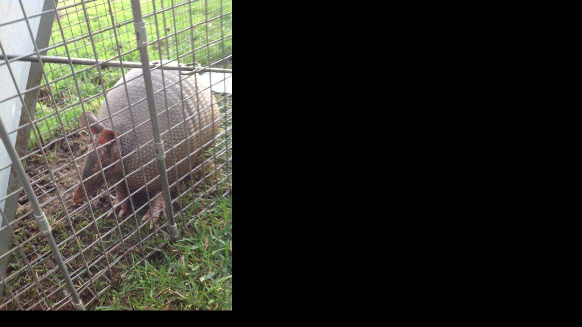 
The captured armadillo. He was released a few miles from where he was caught.

