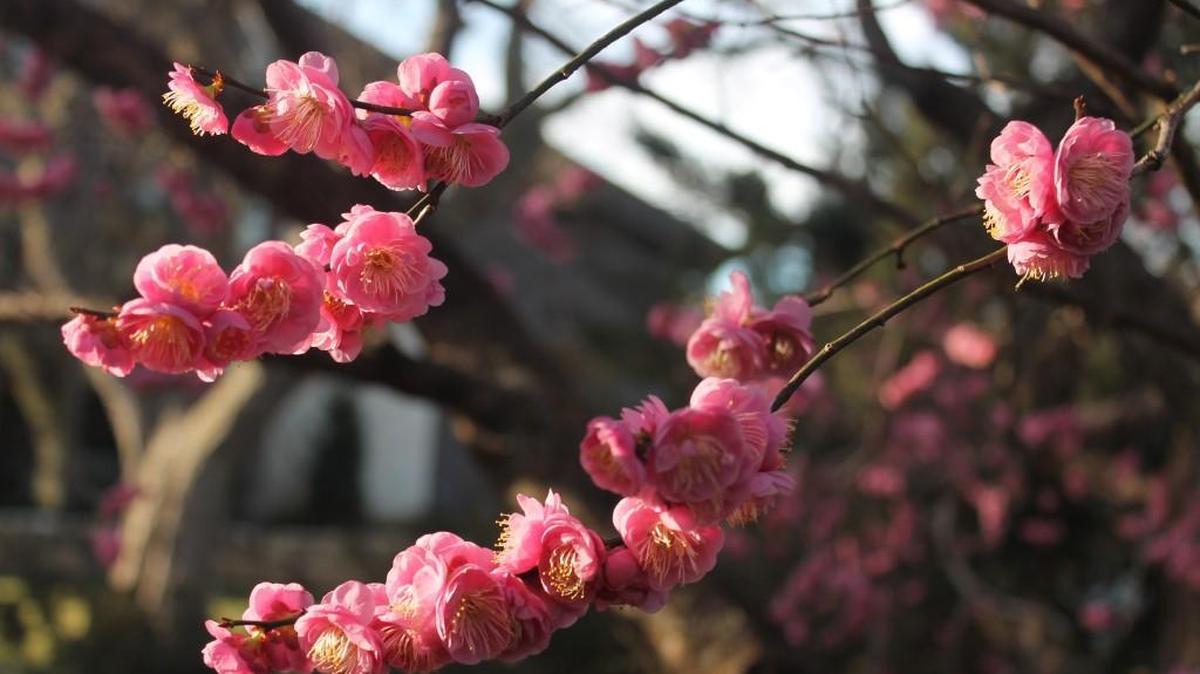 A Peggy Clark ornamental Japanese apricot tree blooms at Botanica this week – two to three weeks early.