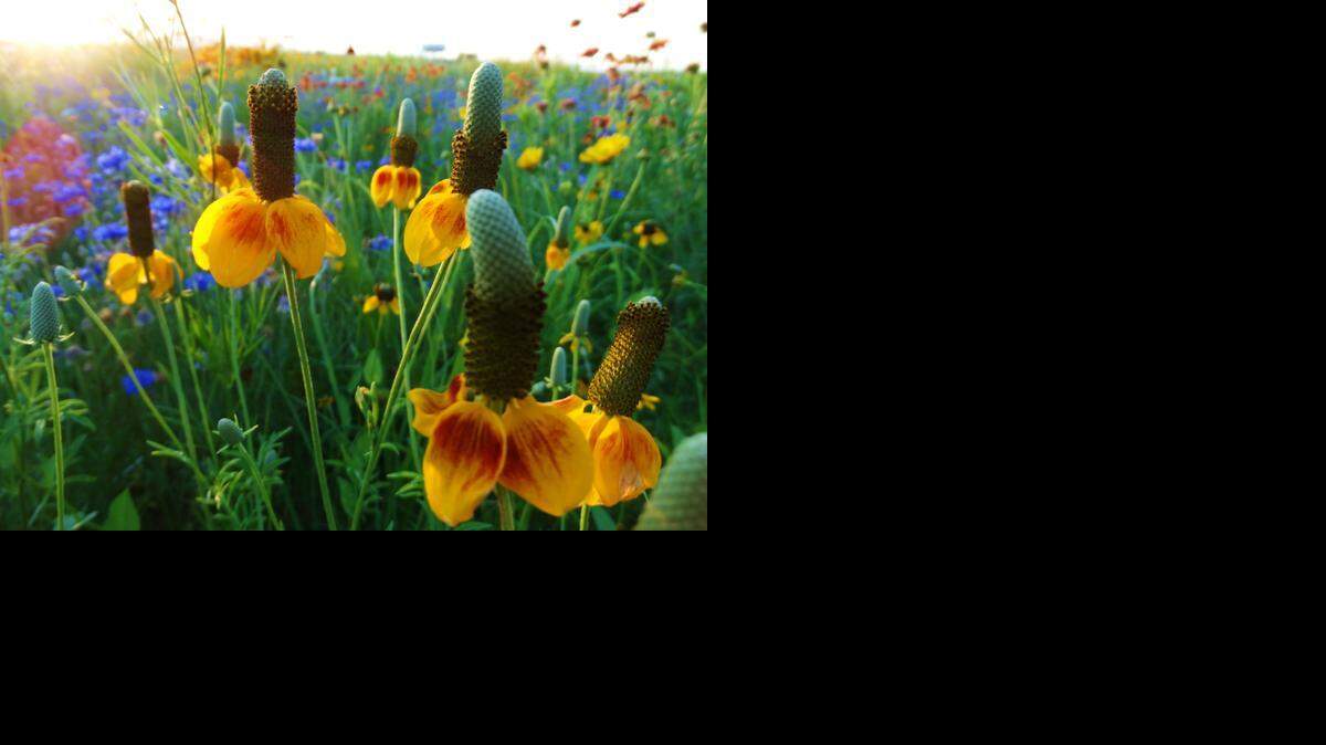 
People who love native plants can get together to talk plants and socialize Jan. 24 at the Great Plains Nature Center.

