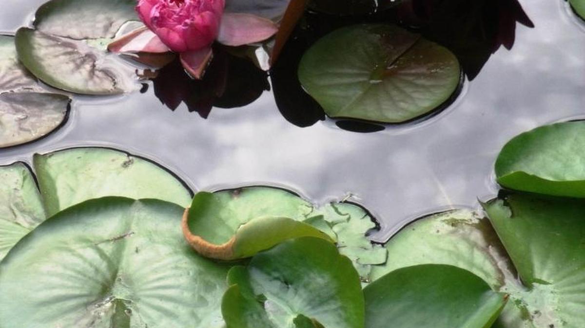 Water lilies float in an outdoor pond.