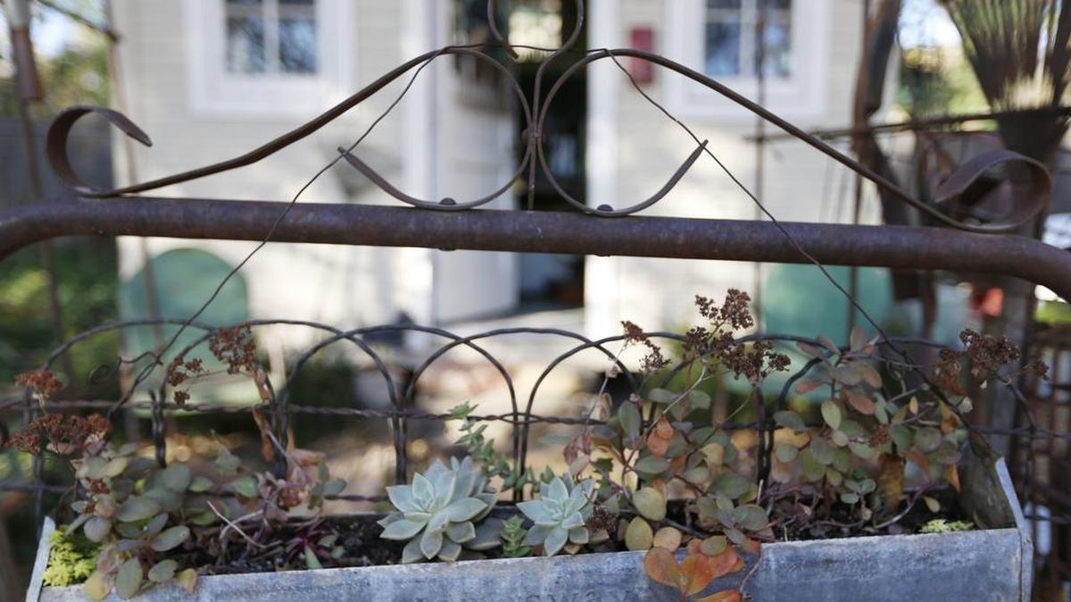 Succulents fill a galvanized chicken feeder hanging from the garden gate leading to Jana Hollingshead’s shed.