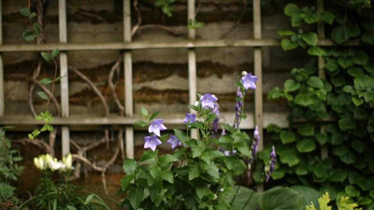 You can buy and learn more about hostas and other shade plants at HostaPalooza next weekend.