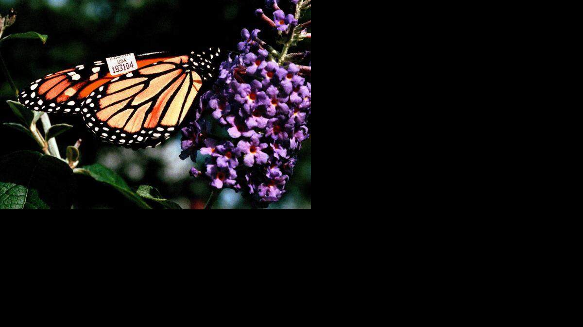 
A lecture on monarch butterflies and a tagging demonstration will be Wednesday at Botanica.
