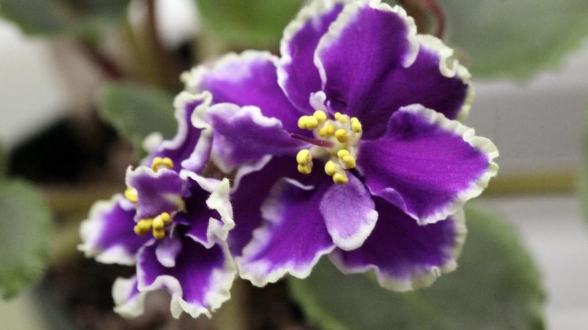 This African violet is known as sora kalissa.